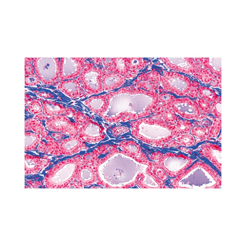 Normal Human Microscope Slides (Large) Health and Care